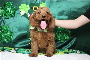 Peter - Cavapoo for sale