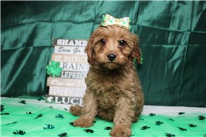 Prue - Cavapoo for sale