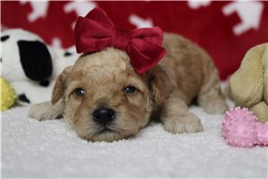 Cricket - puppy for sale