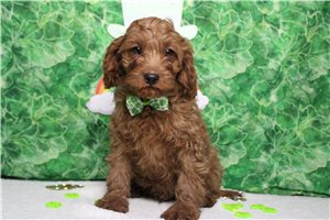 Peter - Cavapoo for sale