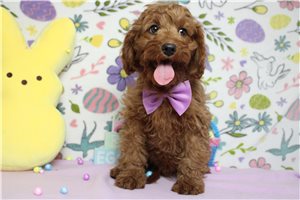 Peter - Cavapoo for sale