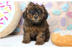 Kayla - Cavapoo for sale