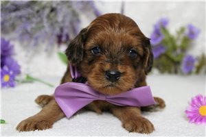 Cody - Cavapoo for sale