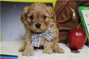 Calvin - Cavapoo for sale