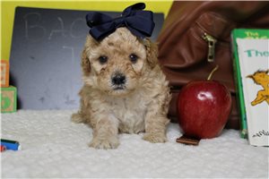 Cricket - Cavapoo for sale