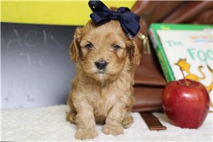 Dawn - Cockapoo for sale