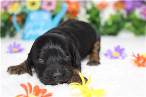 Bari - Cockapoo for sale