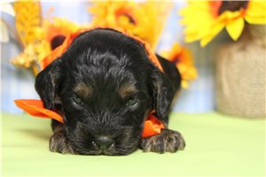 Balboa - Cockapoo for sale