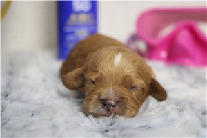 Daffodil - Cockapoo for sale