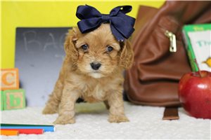 Delaney - Cockapoo for sale