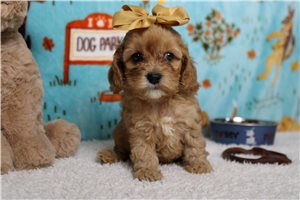 Delaney - Cockapoo for sale