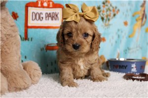 Delilah - Cockapoo for sale