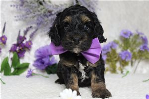 Balboa - Cockapoo for sale