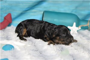 Barney - puppy for sale