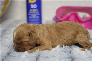Delaney - Cockapoo for sale