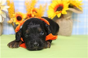 Bari - Cockapoo for sale