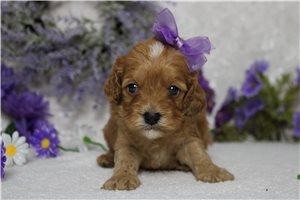 Delaney - Cockapoo for sale