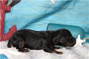 Bari - Cockapoo for sale