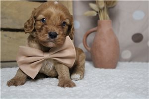 Baron - Cockapoo for sale
