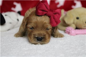 Dawn - Cockapoo for sale