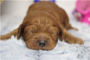 Daisy - puppy for sale