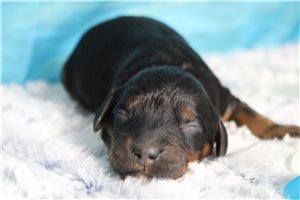 Bantam - Cockapoo for sale