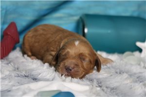 Baron - puppy for sale