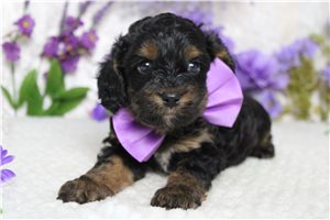 Barney - Cockapoo for sale