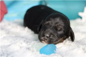 Balboa - puppy for sale
