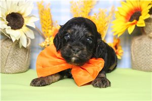 Barney - Cockapoo for sale