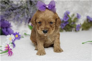 Delilah - Cockapoo for sale