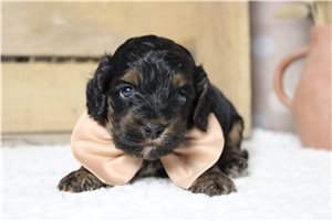 Barney - Cockapoo for sale