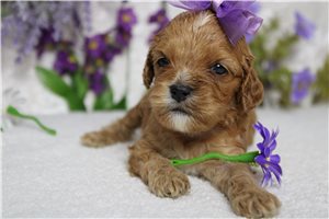 Daffodil - Cockapoo for sale