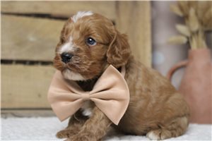 Barry - Cockapoo for sale