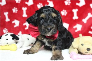 Balboa - Cockapoo for sale