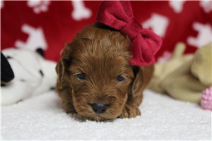 Daisy - Cockapoo for sale