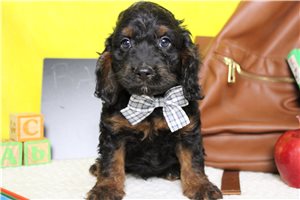 Bari - Cockapoo for sale
