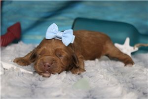 Bailey - puppy for sale