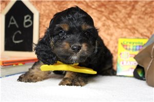 Rudy - Cockapoo for sale