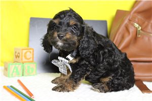 Rudy - Cockapoo for sale