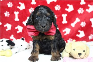 Bari - Cockapoo for sale