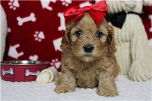 Claire - Cockapoo for sale