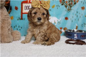 Claire - Cockapoo for sale