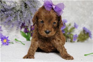 Daisy - Cockapoo for sale