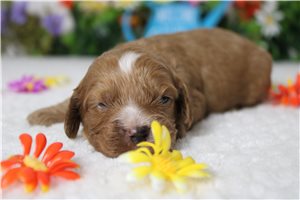 Barry - Cockapoo for sale