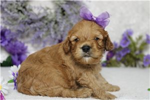 Dawn - Cockapoo for sale