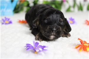 Barney - Cockapoo for sale