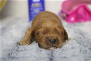 Dawn - puppy for sale