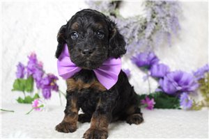 Bari - Cockapoo for sale