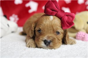 Delaney - Cockapoo for sale
